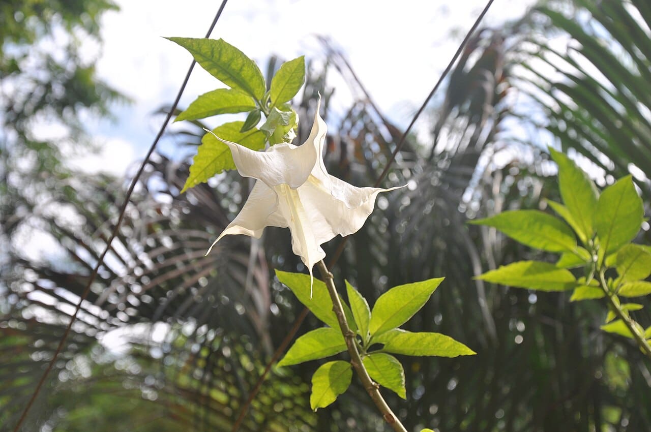 Flower from which "Burundanga" (scopolamine) is extracted